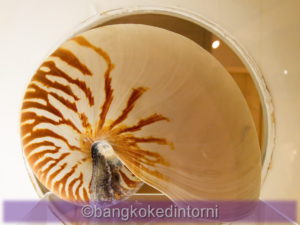Conchiglie in Esposizione al Bangkok Seashell Museu
