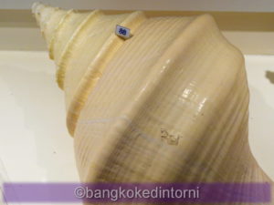 Conchiglie in Esposizione al Bangkok Seashell Museum