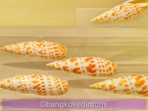 Conchiglie in Esposizione al Bangkok Seashell Museum
